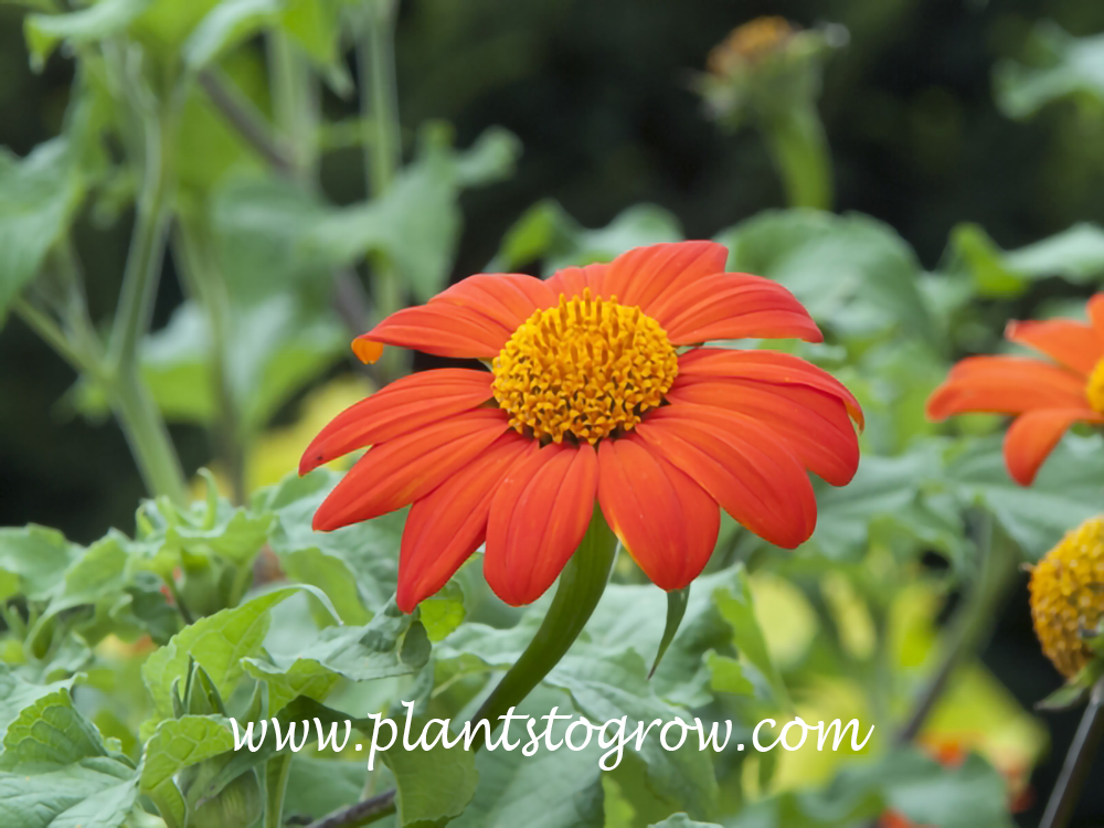 Mexican Daisy The Torch (Tithonia rotundifolia)